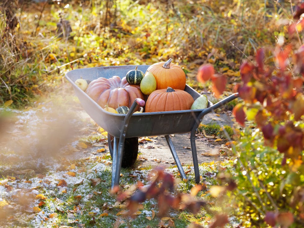 wheelbarrow filled with various pumpkins and gourds