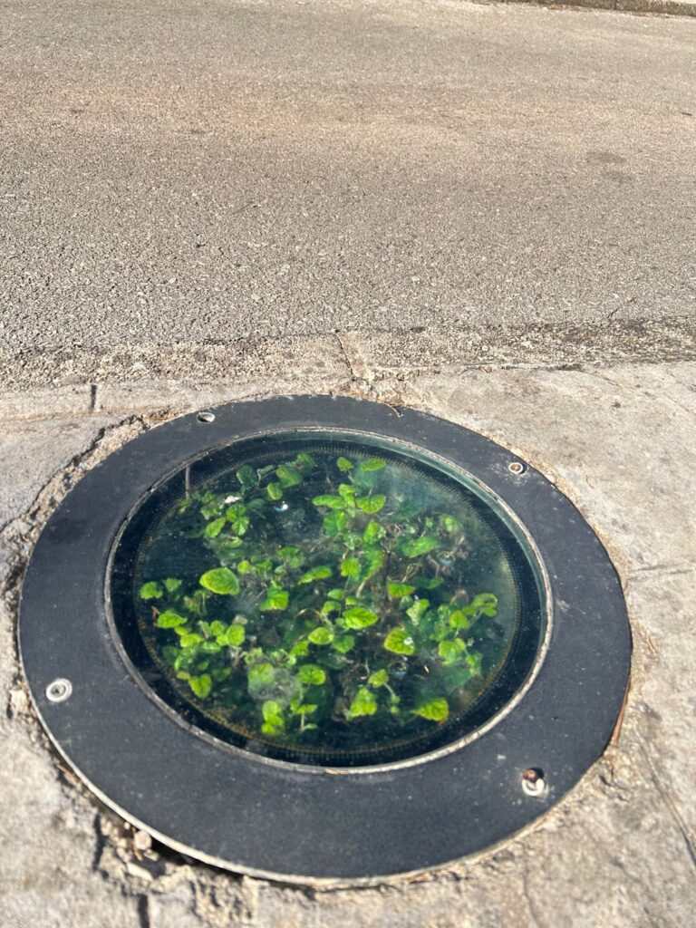 Spotted this accidental terrarium on Menroca