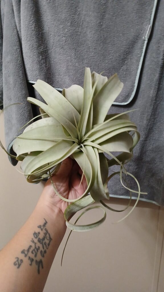 Does this xerographica look dehydrated or sunburnt to you guys? Trying to figure out what is wrong! Does this xerographica look dehydrated or sunburnt to you guys? Trying to figure out what is wrong!
