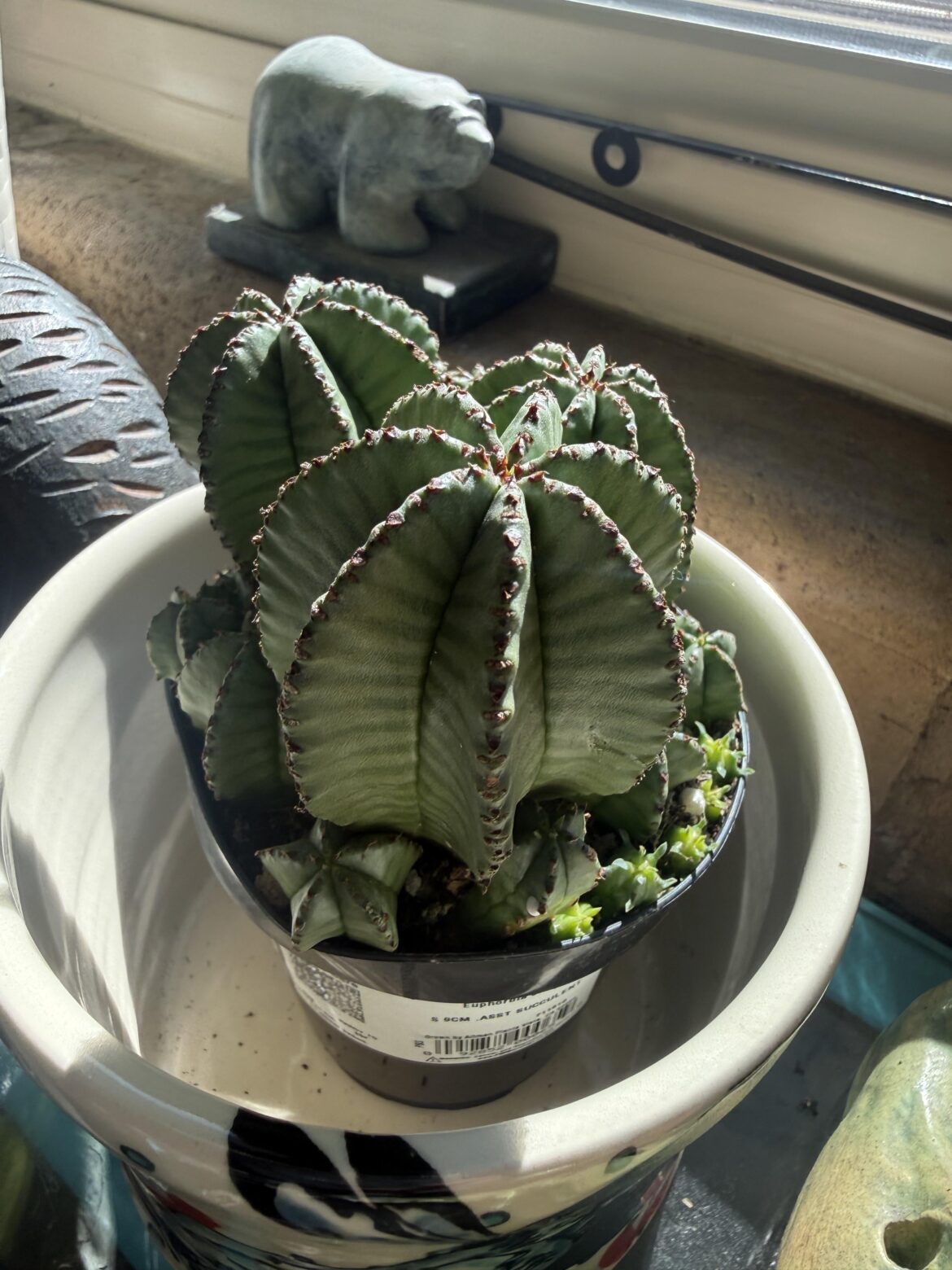 Euphorbia ID?