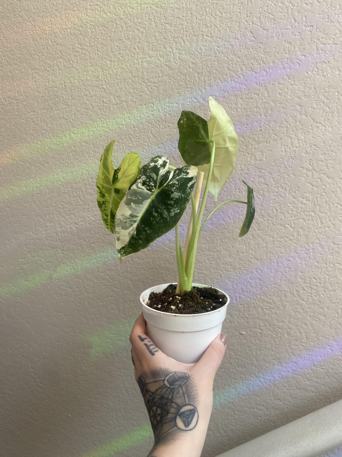 My Frydek Came in the mail 😍💚🤍