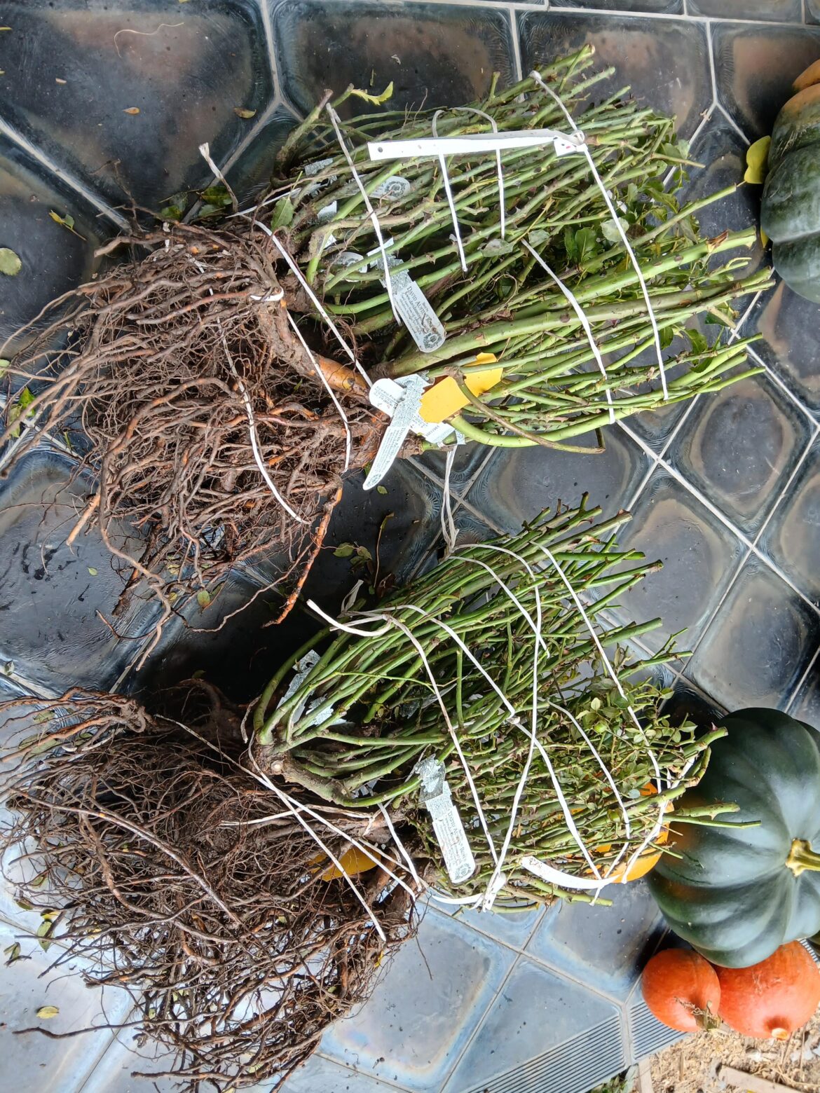 Today was a planting marathon: 45 roses to look forward to in June➡️🌹