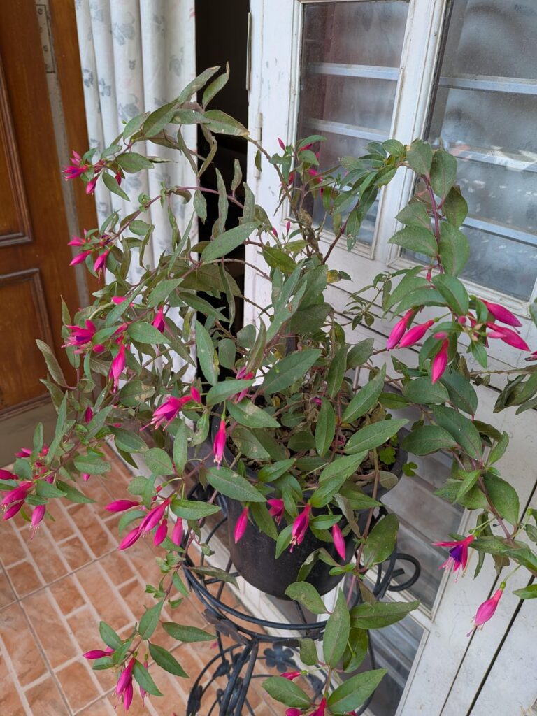 Why is my fuschia droopy and losing leaves? Why is my fuschia droopy and losing leaves?