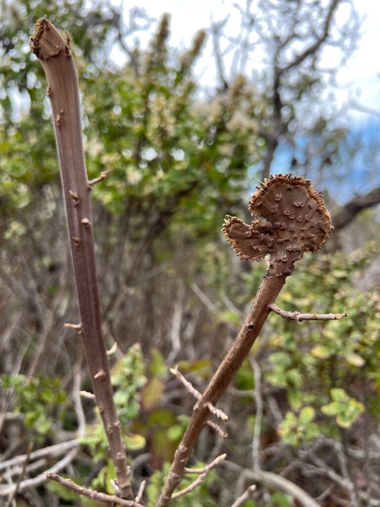 I saw a crested poison oak on my hike today!