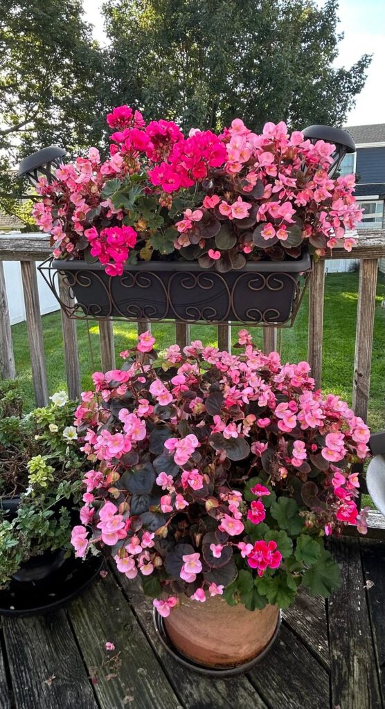 Begonias & Geraniums