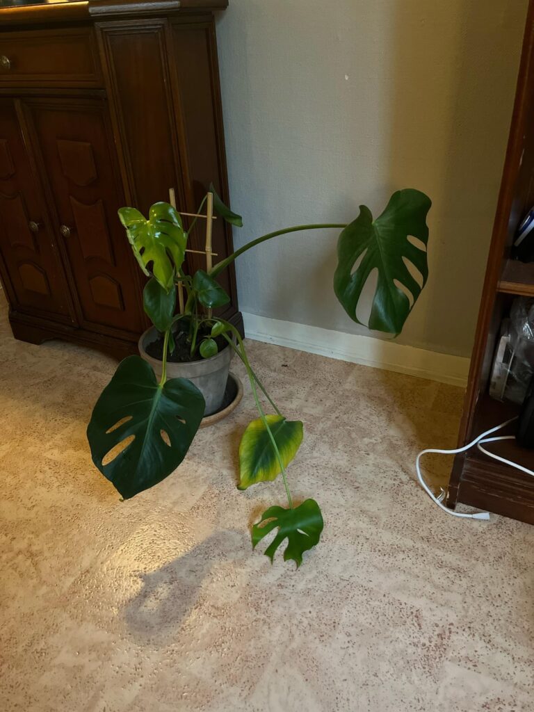 What wrong with my monstera? What wrong with my monstera?