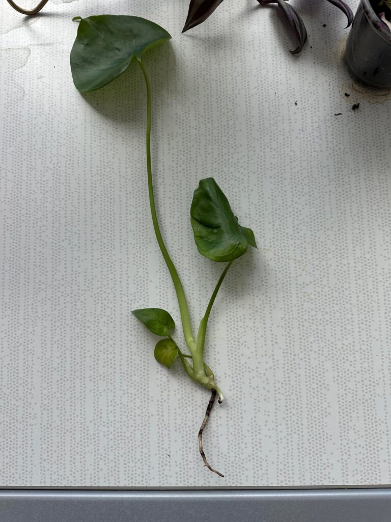 Can I plant this in soil?