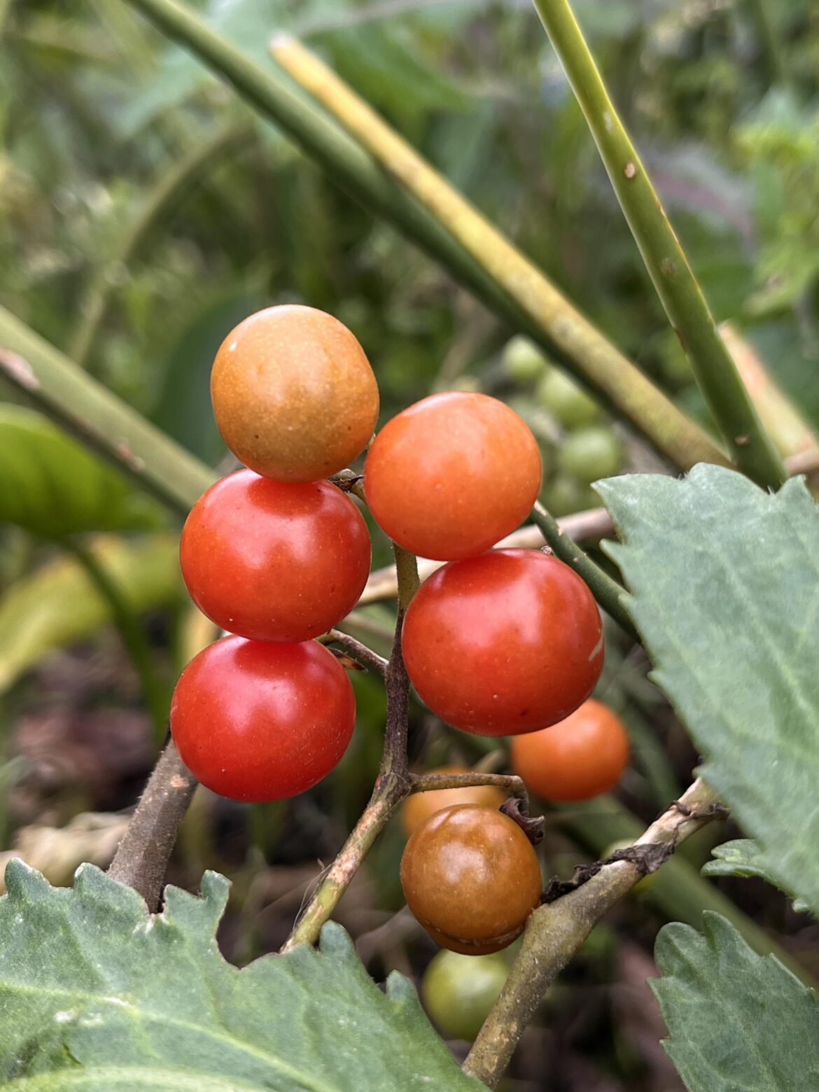 Cherry tomatoes