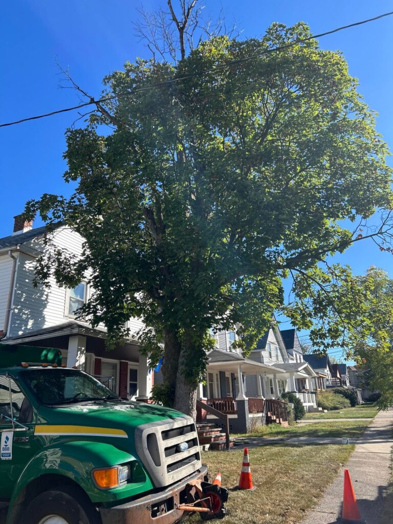 Neighbor said I took down a beautiful tree. Am I missing something? Neighbor said I took down a beautiful tree. Am I missing something?