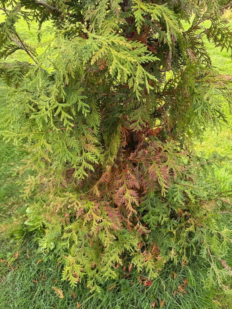 Arbor Vitae issues Arbor Vitae issues