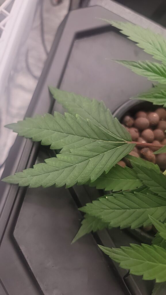 Can anyone tell me if this is a magnesium deficiency or nutrient burn? Or something else entirely?