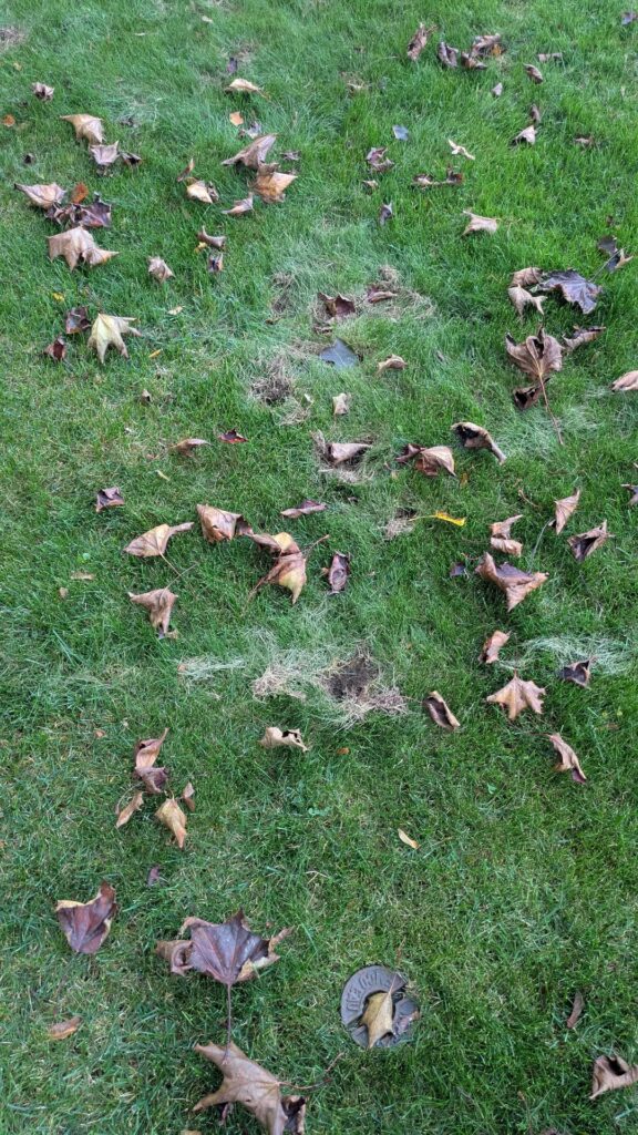 How do you deal with squirrels digging your lawn?