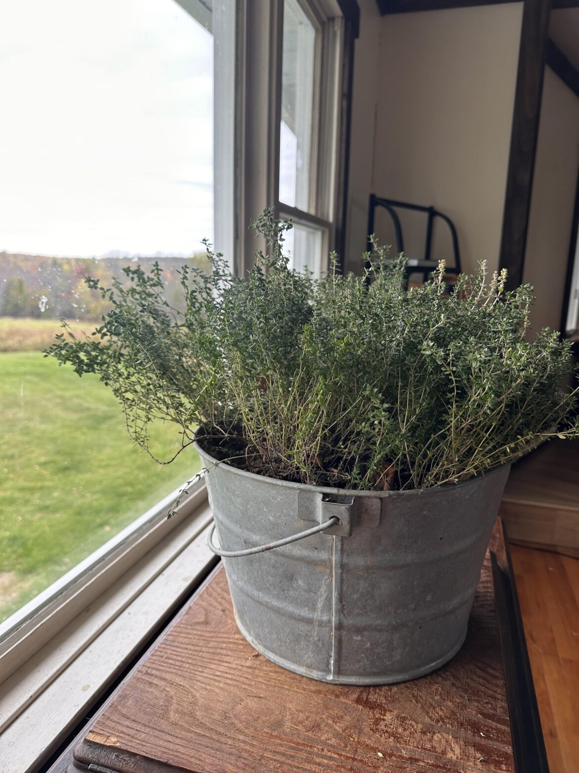 Should I trim down my entire thyme plant? Should I trim down my entire thyme plant?