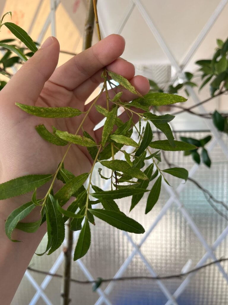 What’s wrong with my weeping willow ?