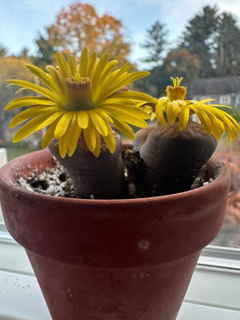 Double flowers!