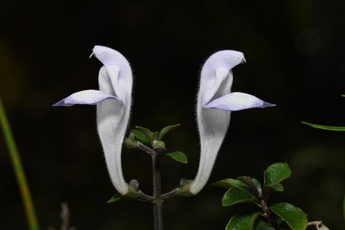 The Lovely Florida Scrub & the Brutality of Florida Culture Slums