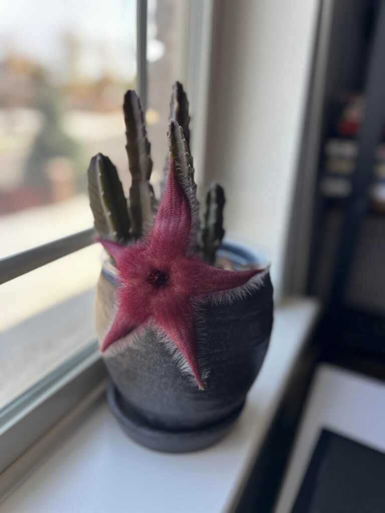 My Stapelia decided to bloom for Halloween 🎃
