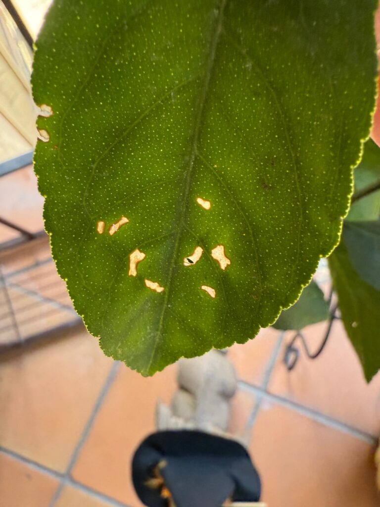 What could be causing this damage? Meyer lemon tree, LA, CA What could be causing this damage? Meyer lemon tree, LA, CA