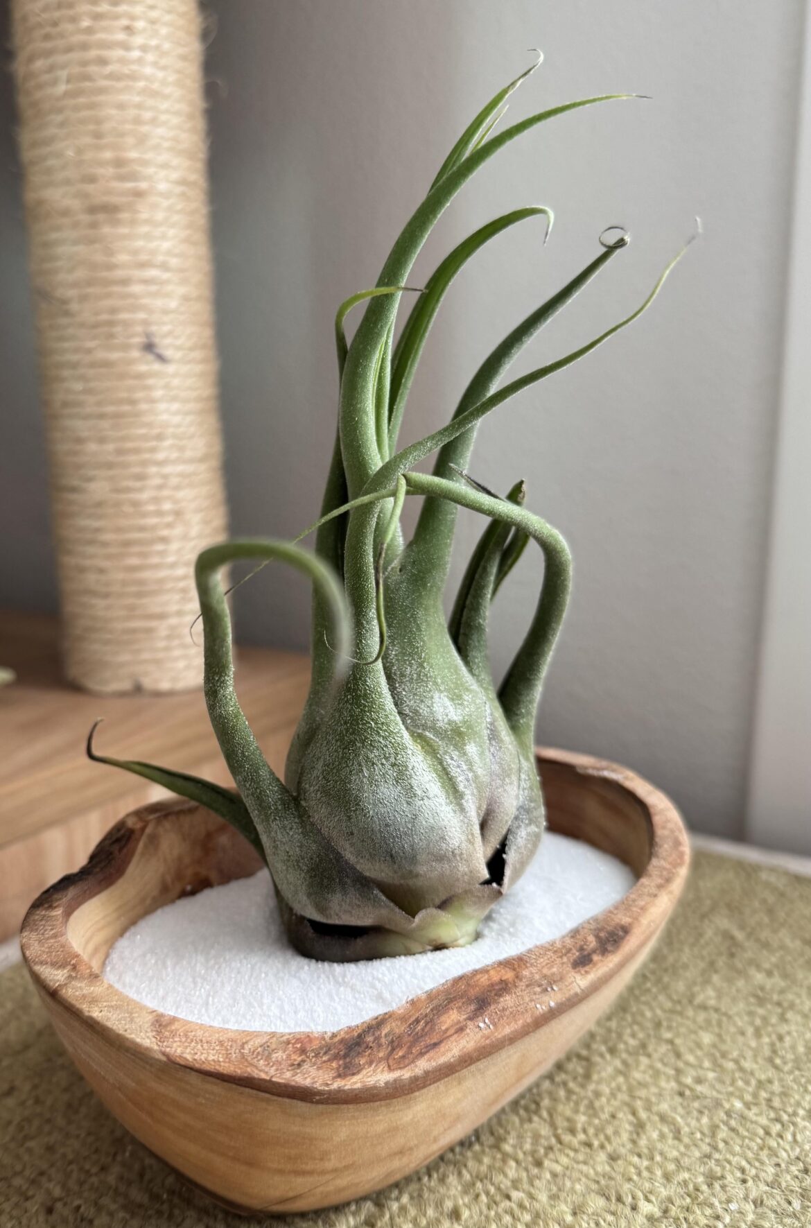 My favorite new air plant