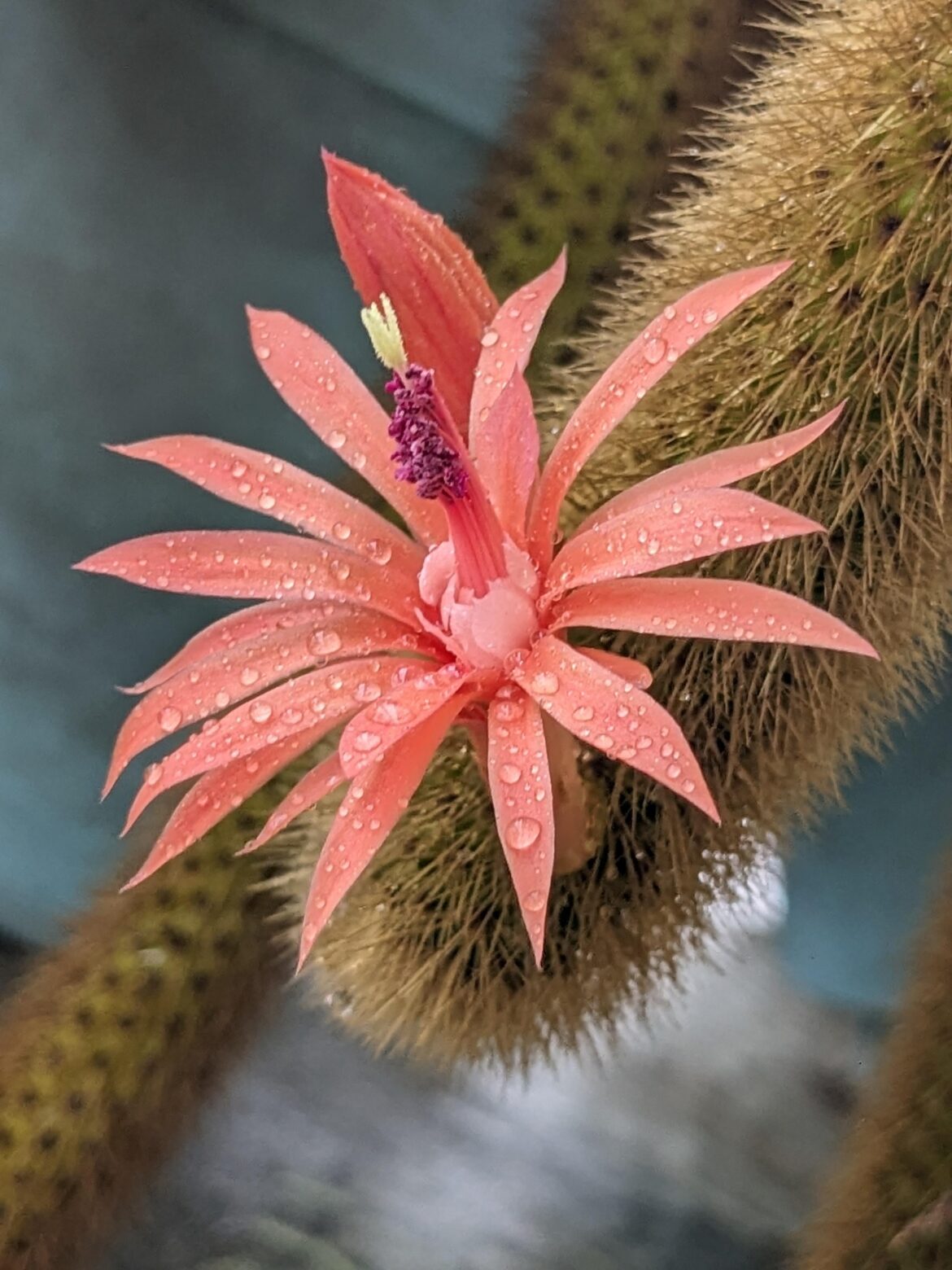 Flower of golden rat's tail cactus