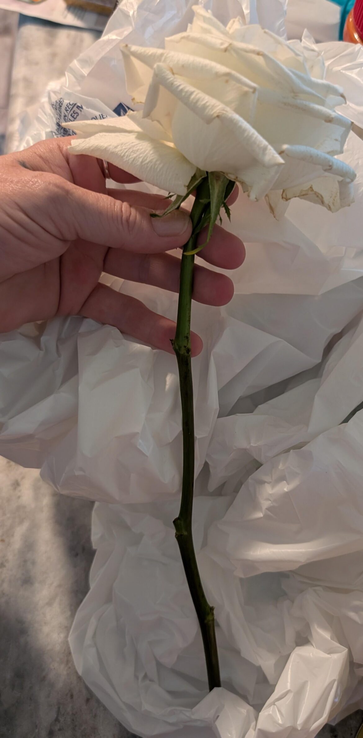 Rose cutting propagation help Rose cutting propagation help