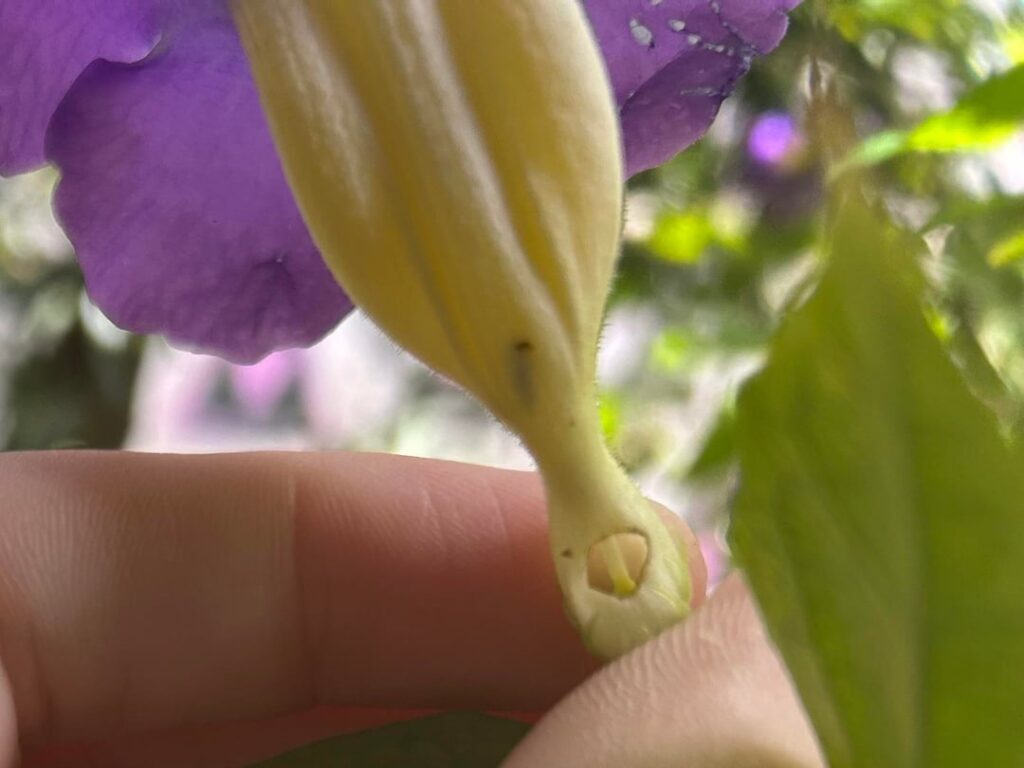 Have you ever seen something like this, flower with holes? Have you ever seen something like this, flower with holes?