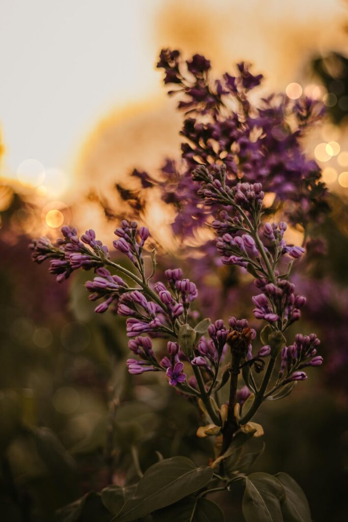 Pretty flowers during golden hour