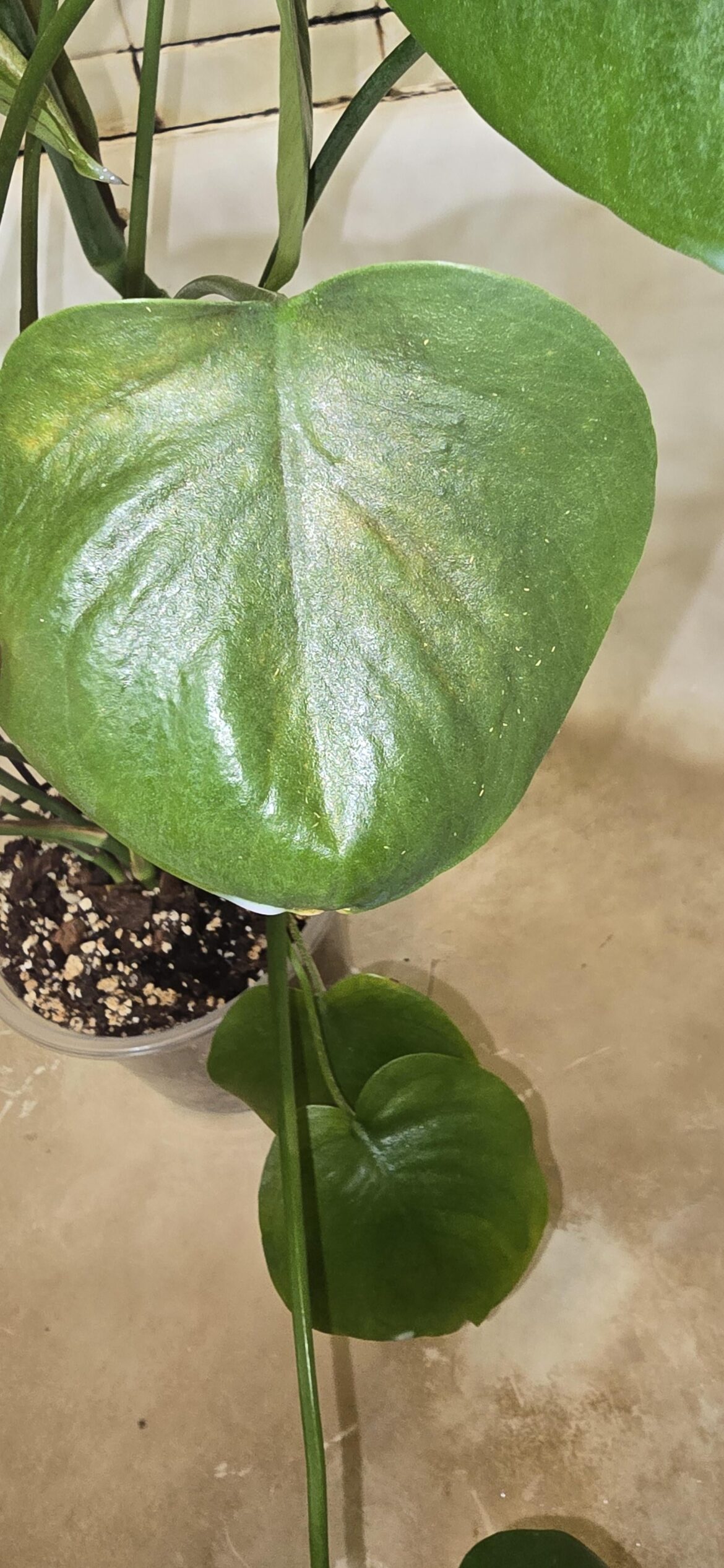 Are these thrips? Are these thrips?