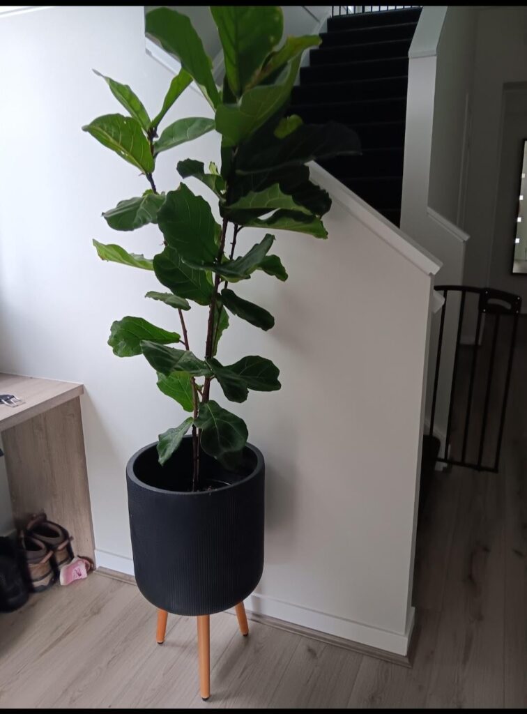 Same FLF 18 months apart.