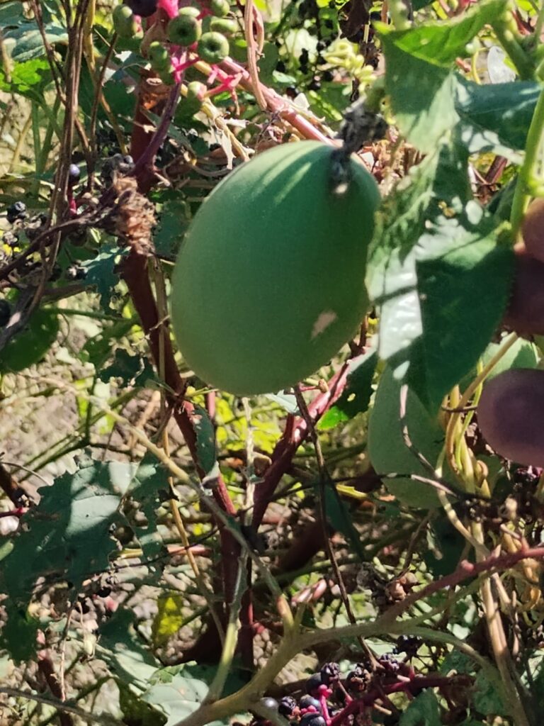 Some wild edibles growing on the land that I'm clearing for more crawfish ponds