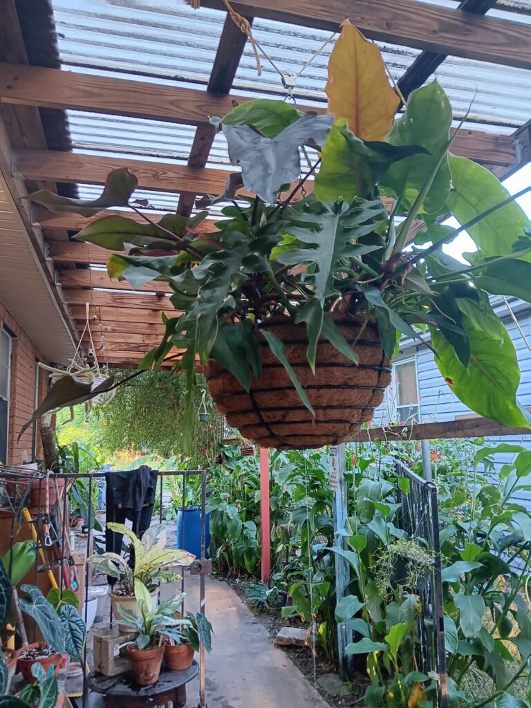 Had too many plants so i put them all in this.