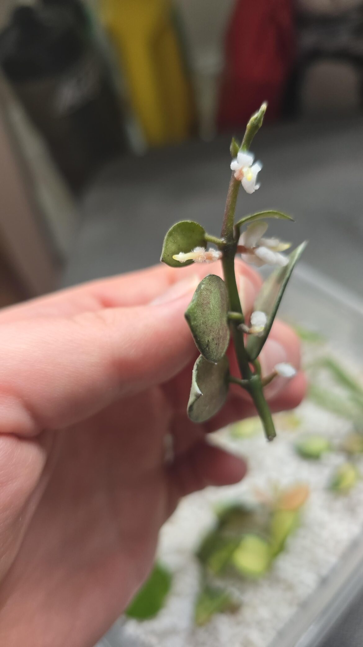 New to hoyas, how should i pot my cutting?