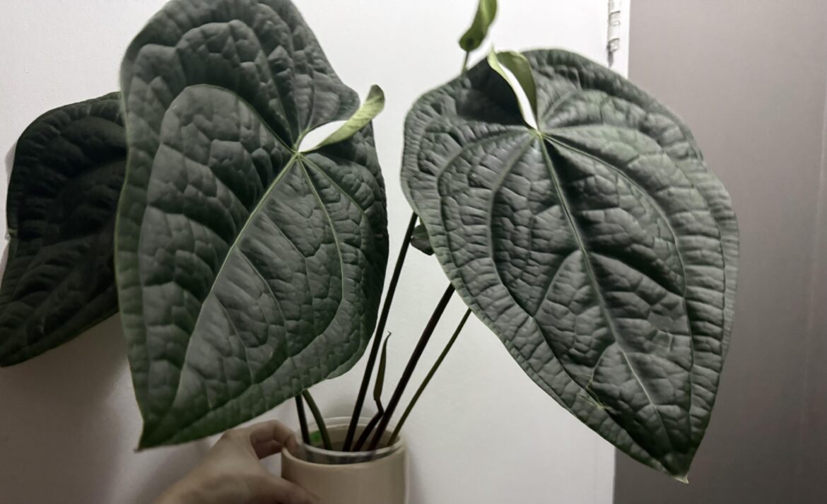 Best Anthurium substrate? Best Anthurium substrate?