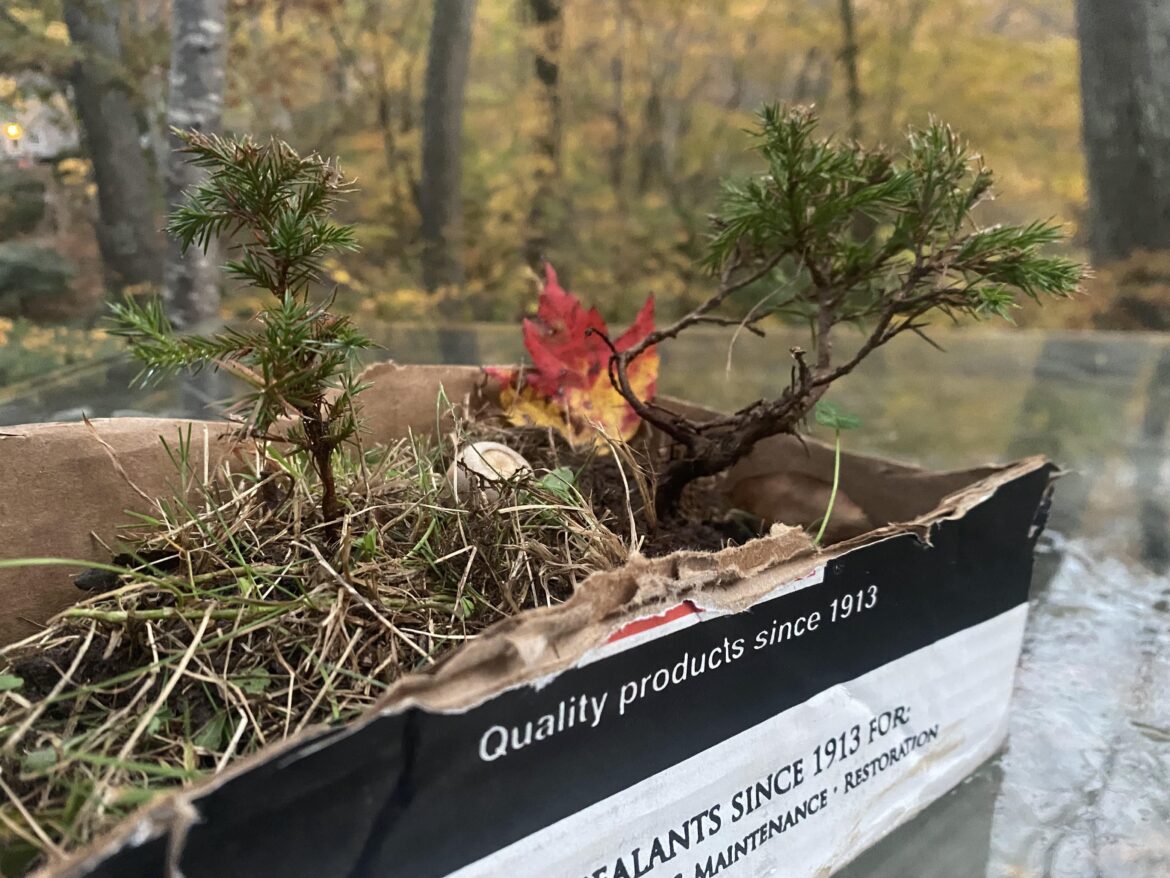 Saved these two little guys who were getting mowed in a lawn
