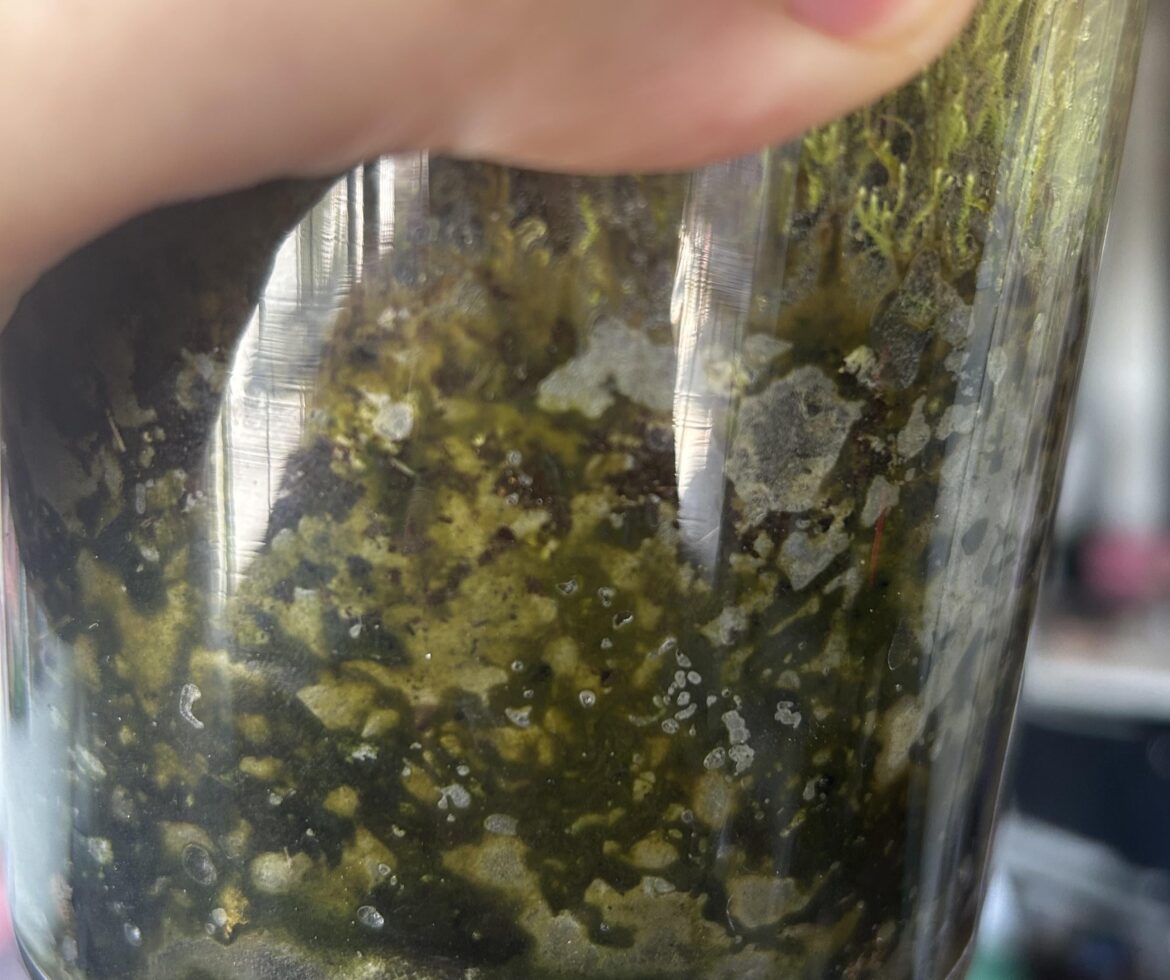Give it to me straight, is this mold?