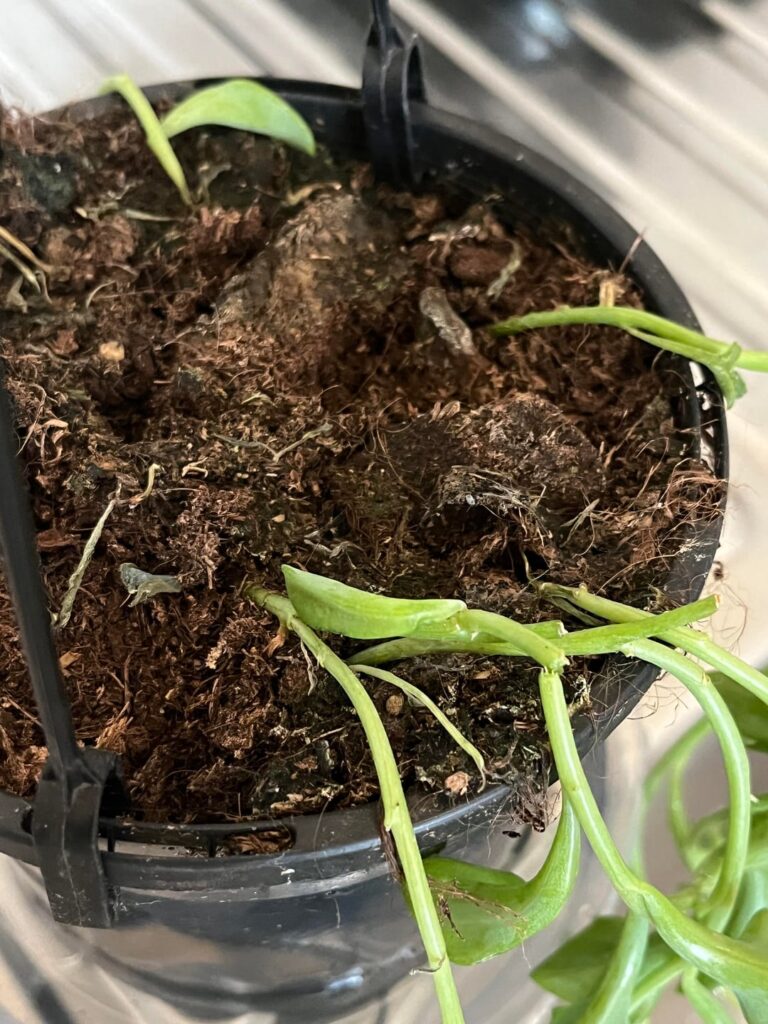 I NEED HELP QUICKLY PLEASE? I NEED HELP QUICKLY PLEASE?