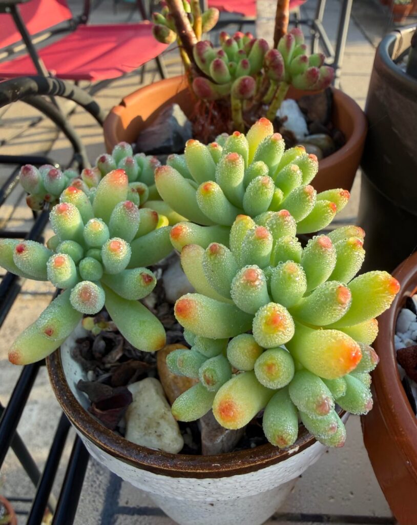 Dew dropped succulents in the morning sun