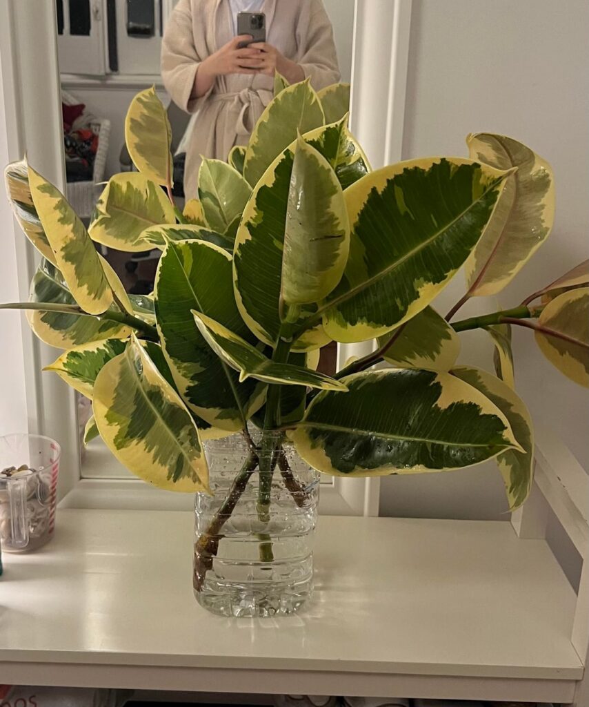 First time propagating ficus elastica, need an advice First time propagating ficus elastica, need an advice