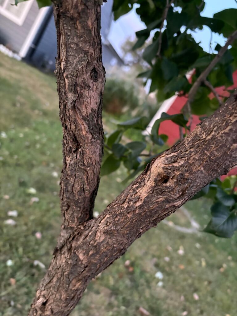 Woodpeckers Woodpeckers