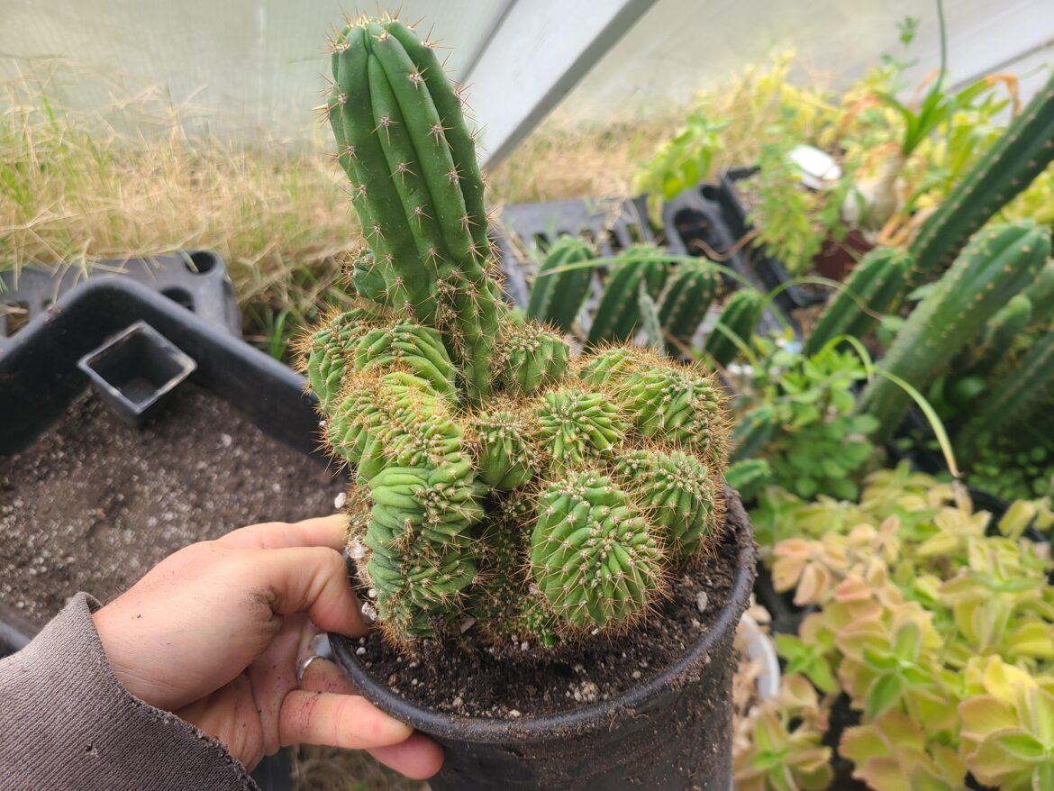 Just repotted this freak. TPQC x Olivia seed grown