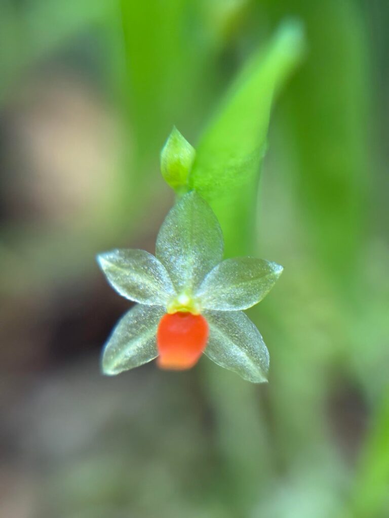 Platystele repens