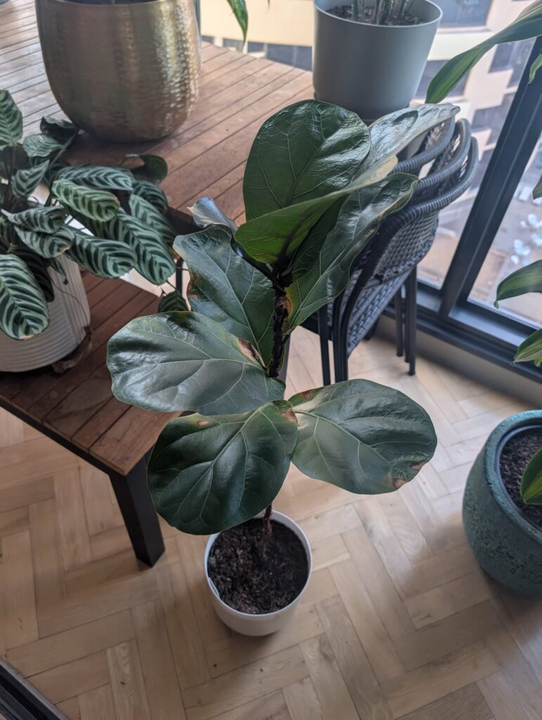 Pruning Advice Needed – Fig has lost most of its leaves Pruning Advice Needed - Fig has lost most of its leaves