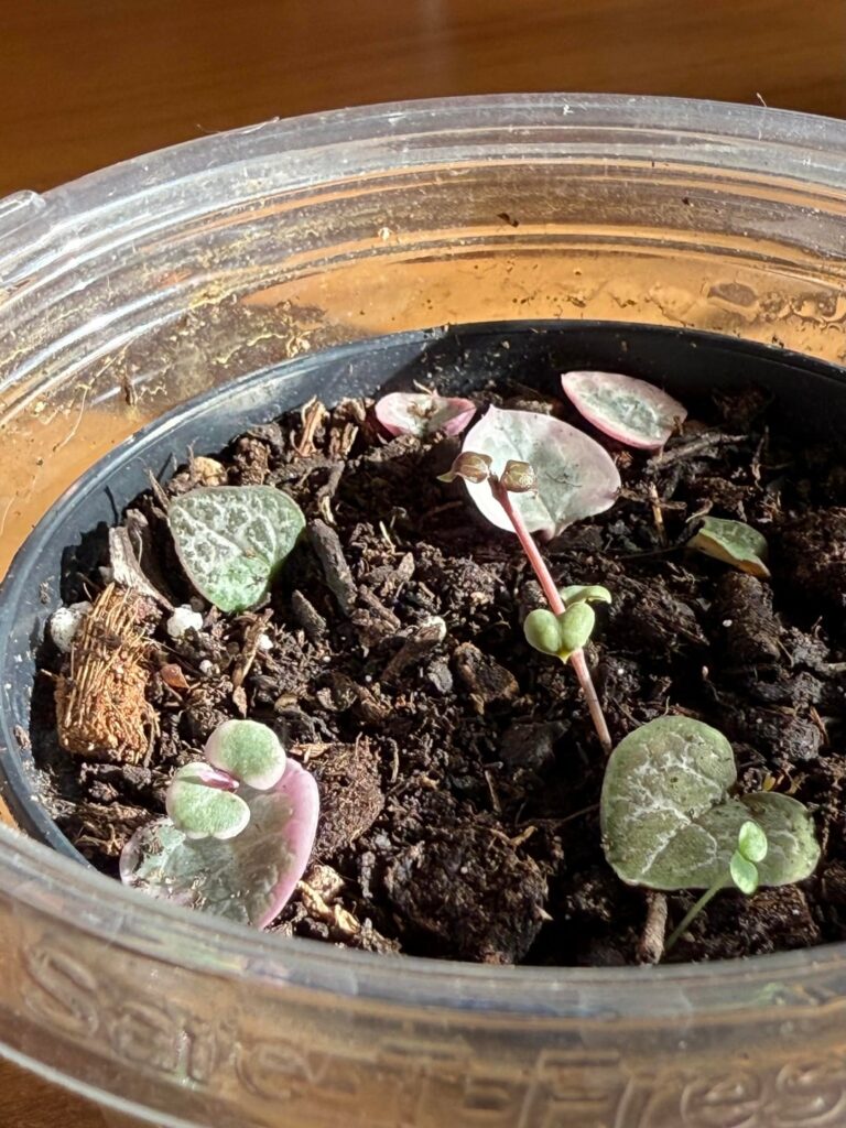 Propagation from leaves