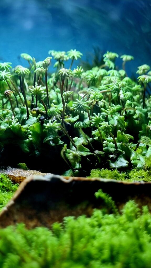 Discovered umbrella moss