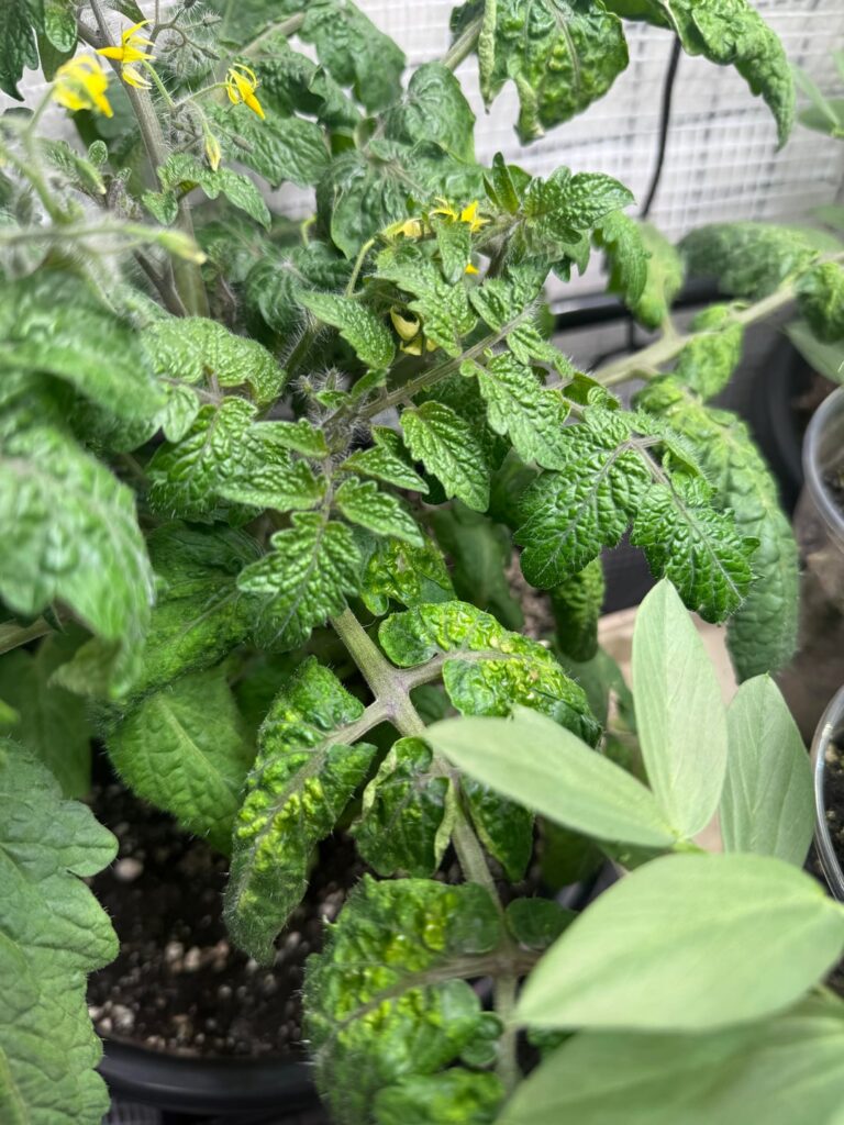 Help! Is this edema?