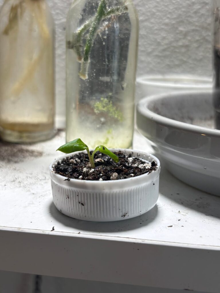 Baby props