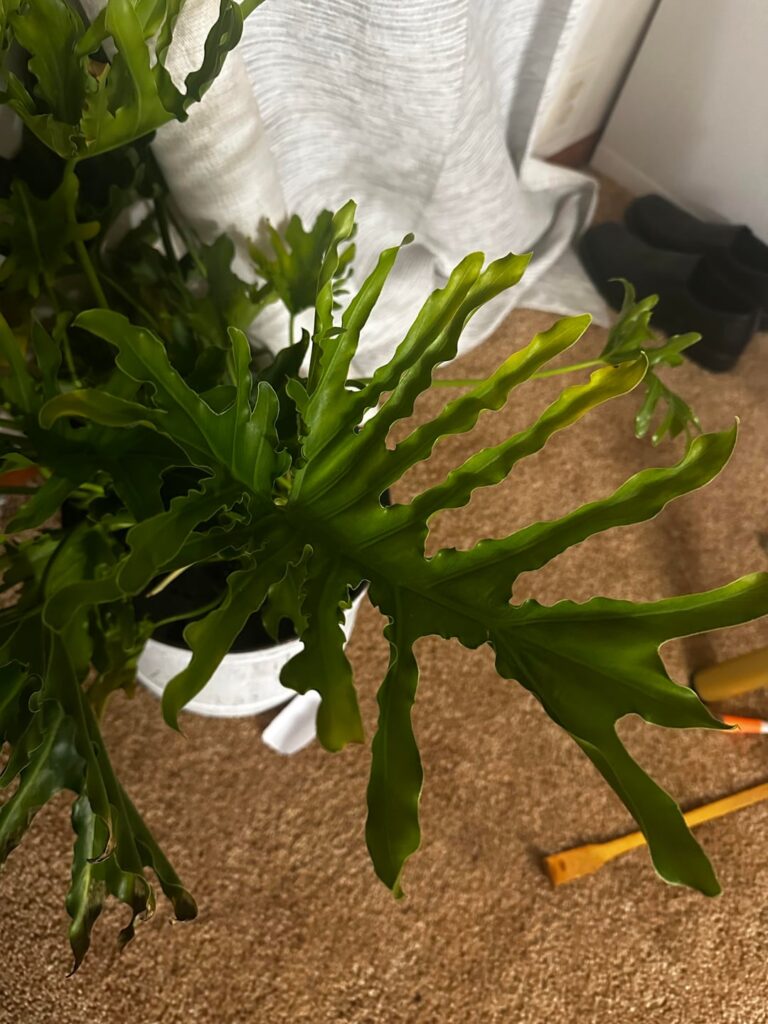 Help me save my plant!