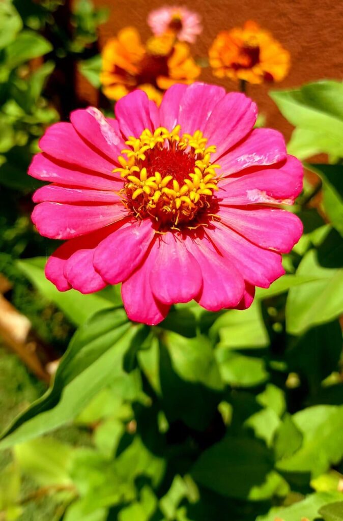 Who knows the name of this vibrantly colored flower?