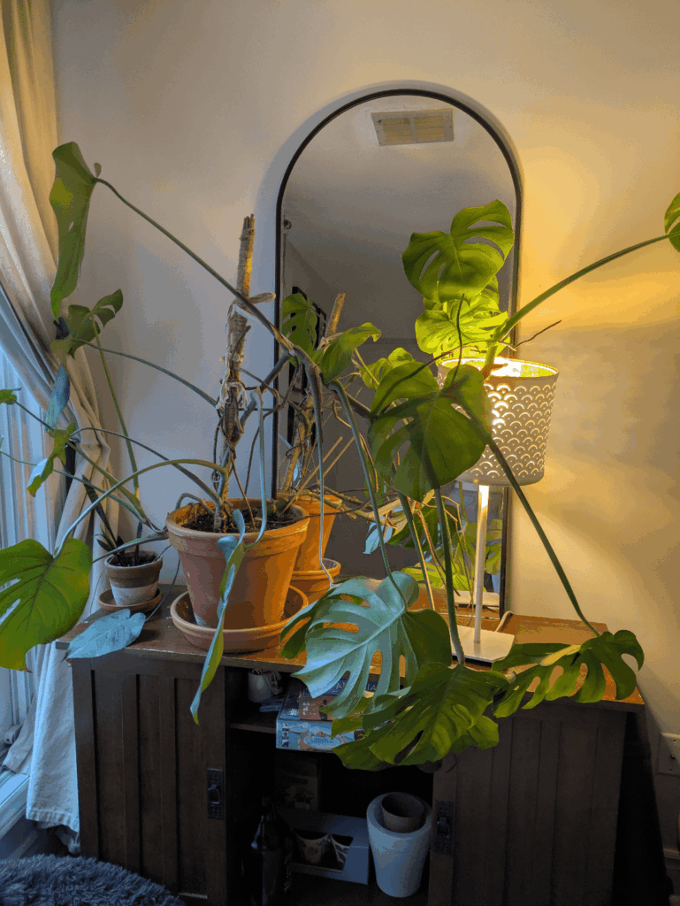 Just a monstera and her emotional support lamp Just a monstera and her emotional support lamp
