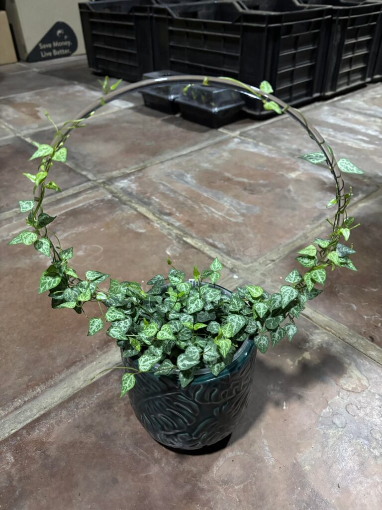 String of Arrows - 1 month after trellising